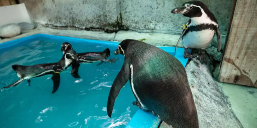 Ιαπωνία: Ενυδρείο «έκοψε» λόγω ακρίβειας τα ακριβά ψάρια σε πιγκουίνους και τώρα δεν τρώνε
