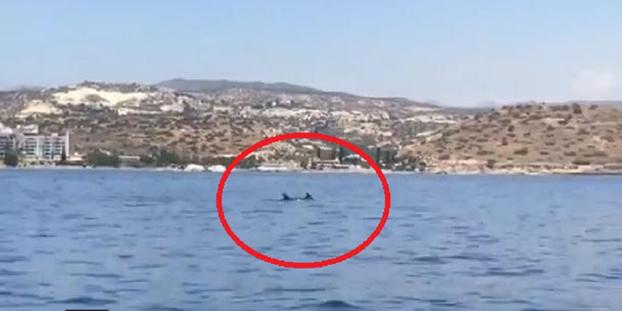 ΛΕΜΕΣΟΣ: Μαγευτικό θέαμα με δελφίνια στην θαλάσσια περιοχή της Αμαθούντας – ΒΙΝΤΕΟ