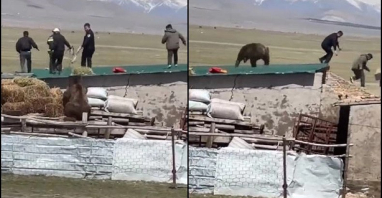 Πήγαν να πιάσουν την αρκούδα στη Ρωσία και τους πήρε στο κυνήγι: Έτρεχαν πανικόβλητοι -Δείτε βίντεο 