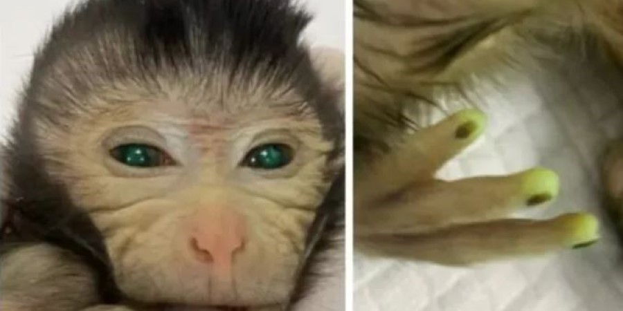 Επιστήμονες στην Κίνα δημιούργησαν ζωντανή χίμαιρα με βλαστοκύτταρα: Πίθηκο με μάτια και δάκτυλα που φωσφορίζουν