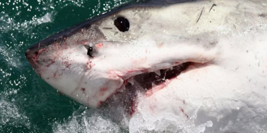 Σοκαριστικό βίντεο: Η στιγμή που καρχαρίας επιτίθεται σε τουρίστρια στην Αίγυπτο