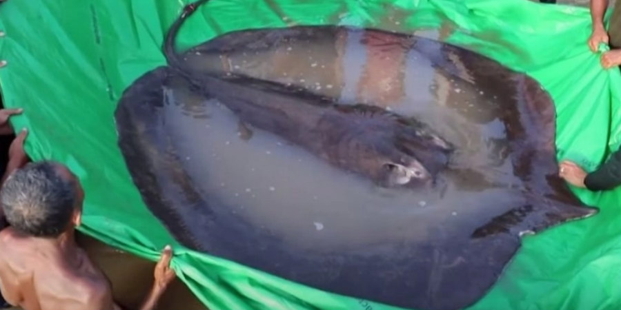 Ψαράς έπιασε το μεγαλύτερο σαλάχι του κόσμου - Ζυγίζει όσο μια αρκούδα - Δείτε βίντεο 