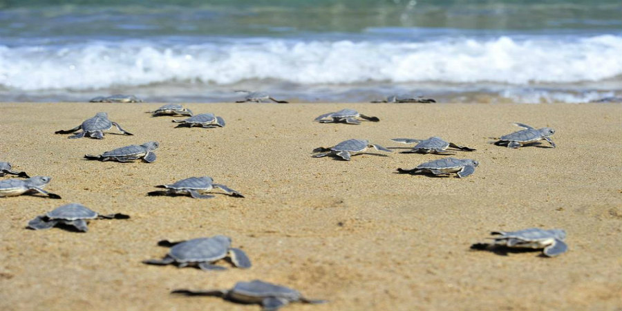 ΛΑΡΝΑΚΑ: Στρατιωτική άσκηση πάνω από φωλιές χελώνων- ΦΩΤΟΓΡΑΦΙΑ