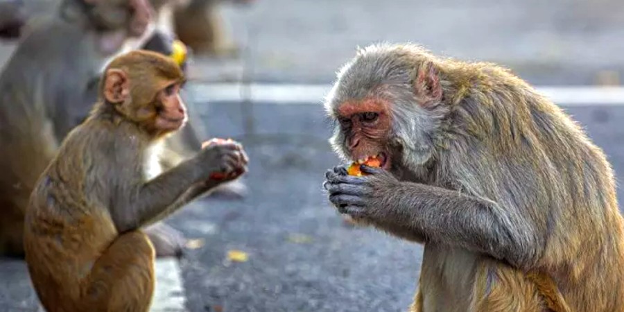 Ινδία: Τραγικό τέλος για βρέφος - Μαϊμούδες άρπαξαν μωρό και το πέταξαν από ταράτσα