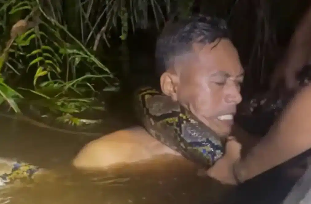 Τρομακτικό βίντεο: Πύθωνας έξι μέτρων τυλίχτηκε στο λαιμό ξεναγού