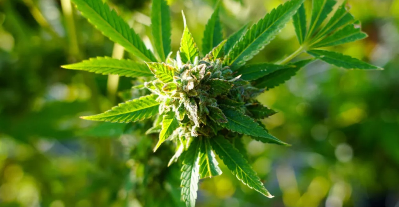 Από το περιθώριο στα φαρμακεία: Η ιστορική απόφαση των ΗΠΑ για την μαριχουάνα