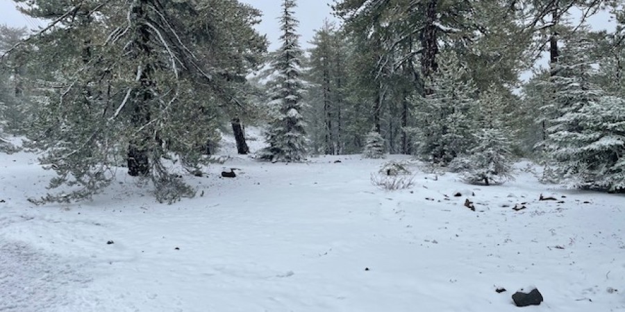 «Ντύθηκε» στα λευκά το Τρόοδος Πρωτομηνιάτικα - Μαγευτικές εικόνες και βίντεο από το χιονισμένο τοπίο 