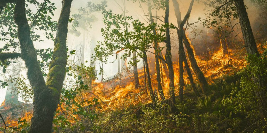Φωτιά στην Ελλάδα: Στάχτη 15.000 στρέμματα στη Δαδιά - Ανεπανόρθωτη ζημιά στη πανίδα