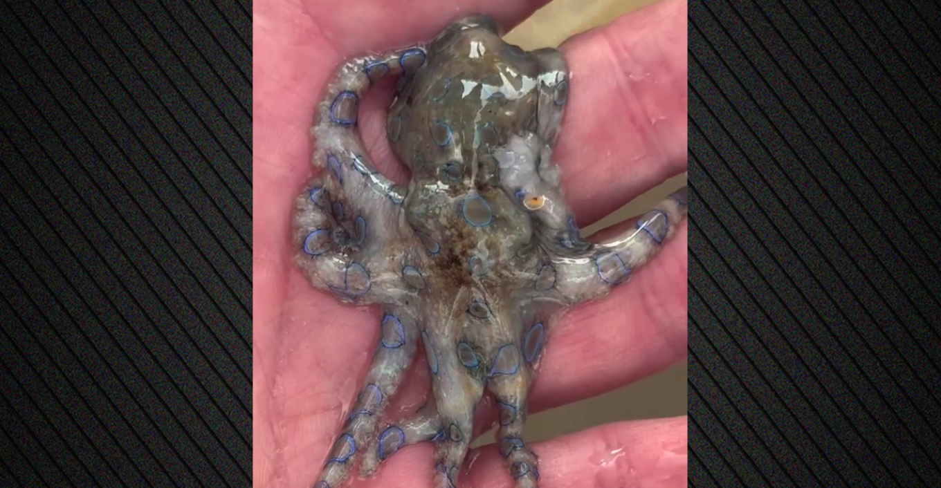 Τουρίστας έπιασε εν αγνοία του θανατηφόρο χταπόδι και έγινε viral στα social media