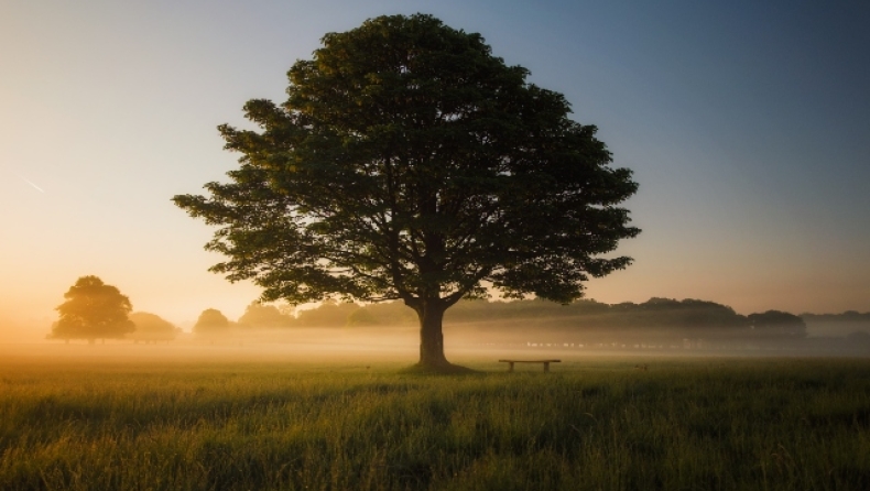 Το πιο μοναδικό δέντρο στον κόσμο: Μόλις το κόψεις τρέχει «αίμα» - Δείτε βίντεο 