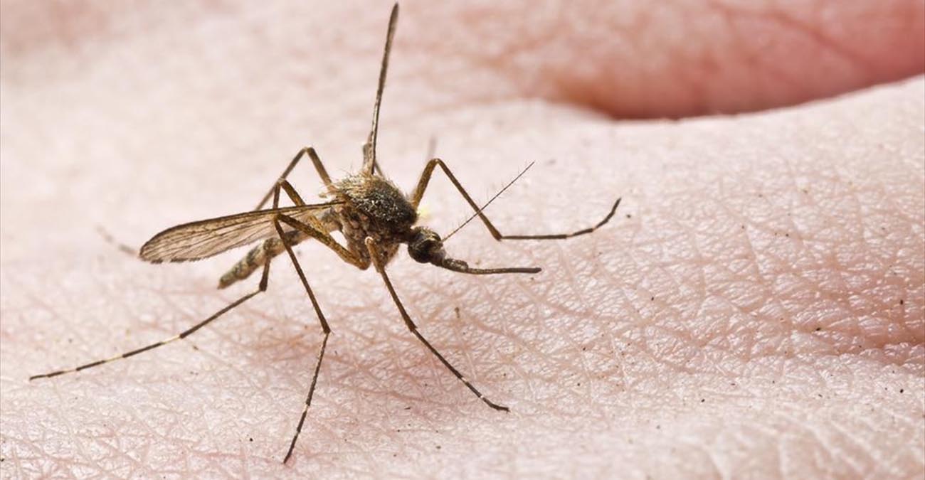 Ακμαιοκτονία κουνουπιών στη Λάρνακα - Προειδοποιεί το κοινό ο Δήμος της πόλης 