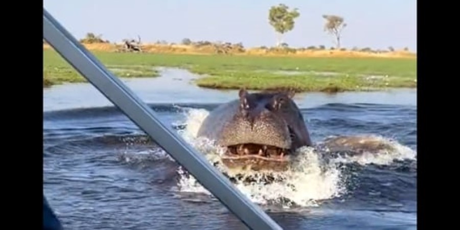 Βίντεο-σοκ: Εξαγριωμένος ιπποπόταμος καταδιώκει και επιτίθεται σε σκάφος γεμάτο τρομοκρατημένους τουρίστες