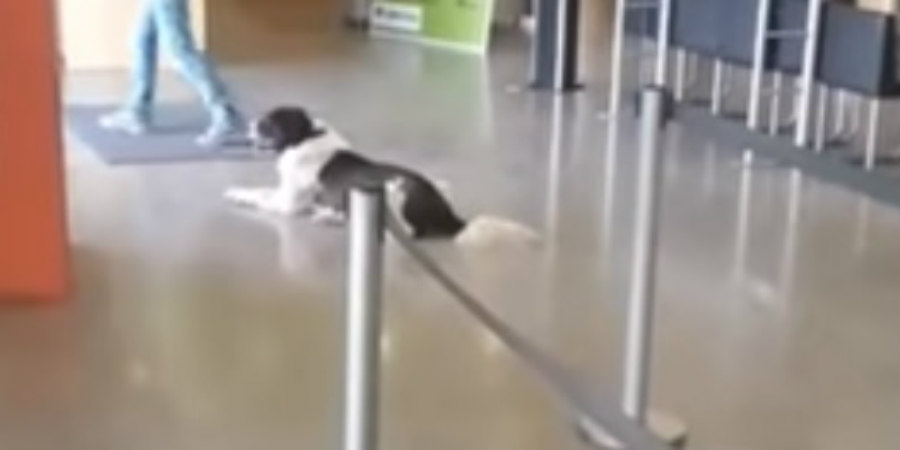 ΚΥΠΡΟΣ: Σκύλος μπήκε σε κατάστημα για να απολαύσει το air-condition - ΕΙΚΟΝΕΣ