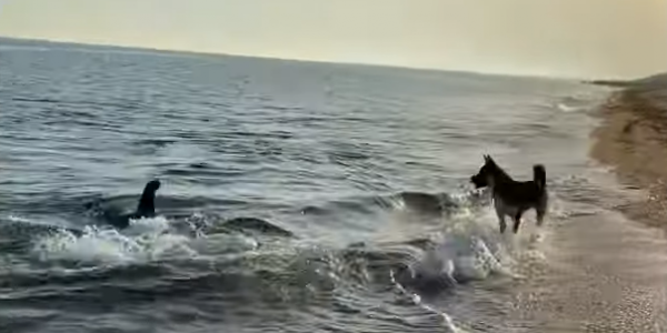 Δελφίνι βγαίνει στην ακτή για να παίξει με σκύλο - BINTEO 