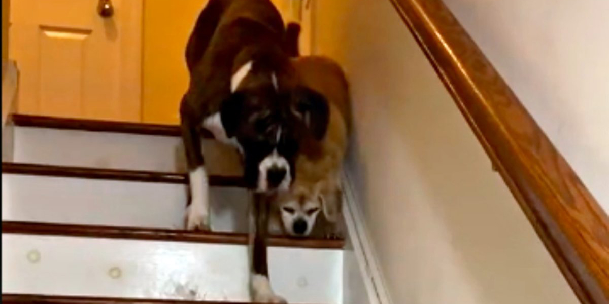 Σκύλος βοηθά τον τυφλό του αδερφό να κατέβει τις σκάλες - Δείτε βίντεο 