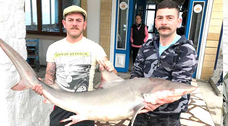 ΚΥΠΡΟΣ: Καρχαρίας πιάστηκε στα δίχτυα ψαράδων- Πωλήθηκε σε εστιατόριο -ΦΩΤΟΓΡΑΦΙΑ