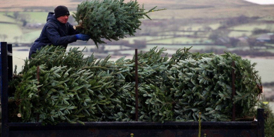 ΤΜΗΜΑ ΔΑΣΩΝ: Εντατικοί έλεγχοι ενόψει Χριστουγέννων- Προϋποθέσεις και σημεία πώλησης δέντρων 