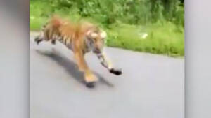 Μια τίγρης κυνήγησε δύο μοτοσικλετιστές – VIDEO