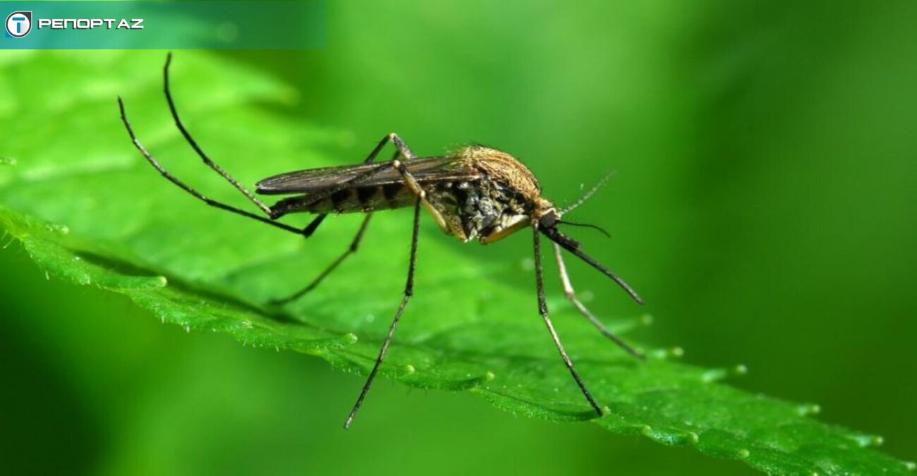 «Ξύπνησαν» νωρίς τα κουνούπια - Οι λόγοι, τα πιο επικίνδυνα είδη και τα μέτρα πρόληψης