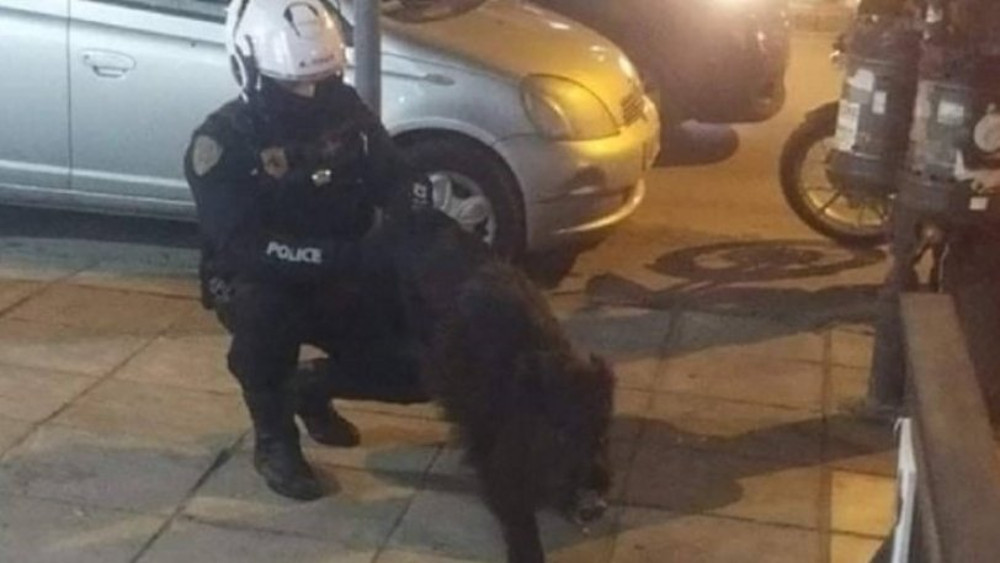 Αστυνομικοί «συνέλαβαν» αγριογούρουνο που «έκοβε» βόλτες στη Θεσσαλονίκη 