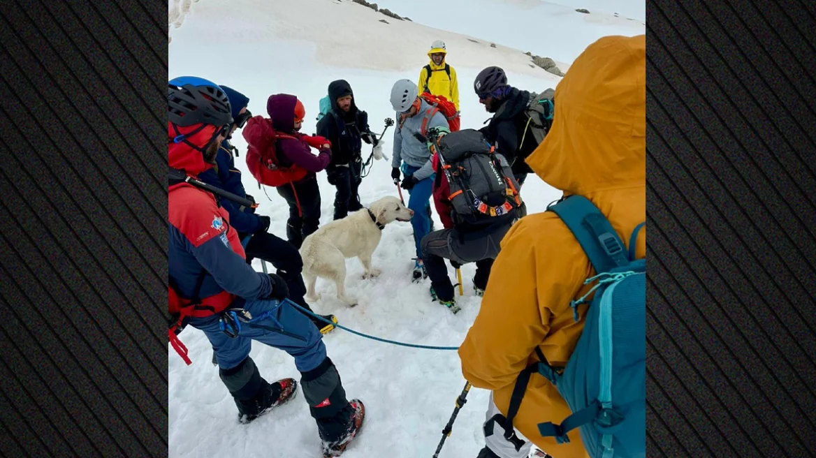 Σκύλος επέζησε 9 μέρες σε υψόμετρο 1.900 μ. στο Μέτσοβο, τον εντόπισαν τυχαία ορειβάτες και τον επέστρεψαν στον ιδιοκτήτη του - Δείτε βίντεο