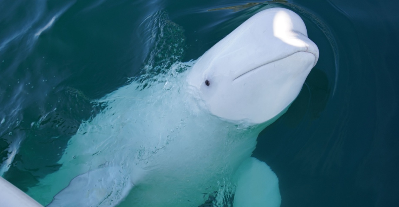 Συναγερμός στη Νορβηγία: «Μείνετε μακριά από την φάλαινα - κατάσκοπο» καλούν οι αρχές