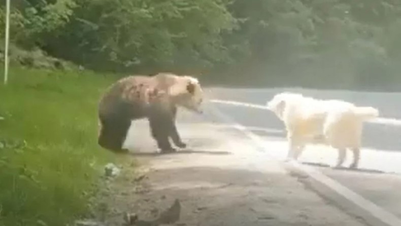 Σκύλος στο Μέτσοβο «τραμπούκισε» αρκούδα που πλησίασε κοπάδι με ζώα  - Δείτε βίντεο 