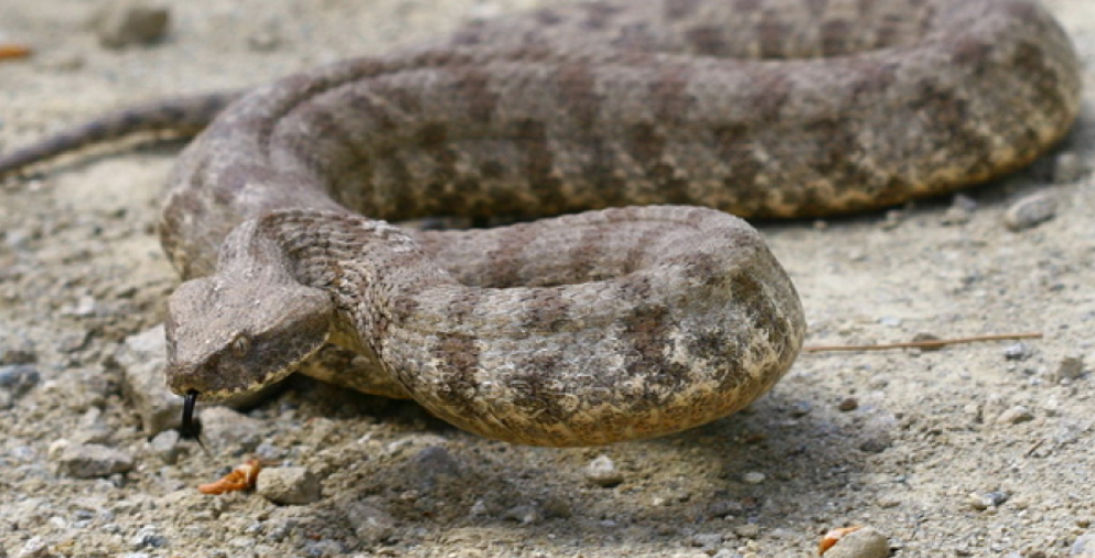 VIDEO: Μεγάλη φίνα βγήκε στο σεργιάνι και θα «τρομάξετε» με το καταφύγιο που βρήκε