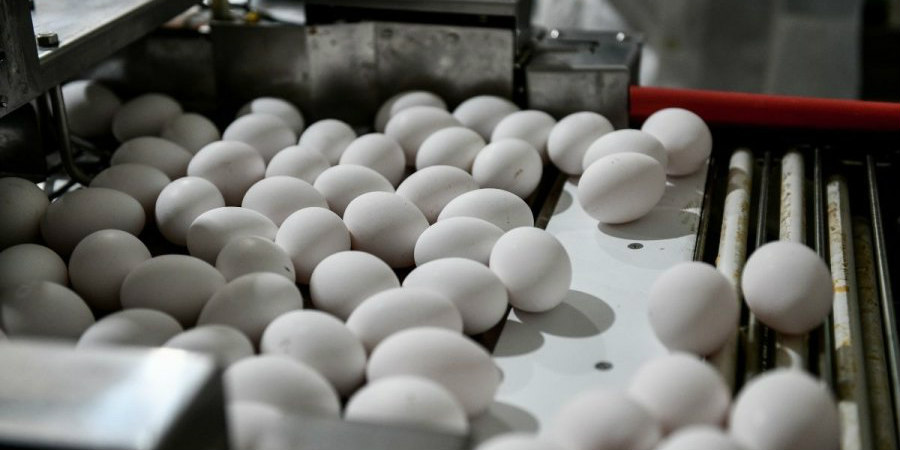 Συναγερμός για επιδημία στην ΕΕ που συνδέεται με αυγά – Πού έχουν εντοπιστεί κρούσματα
