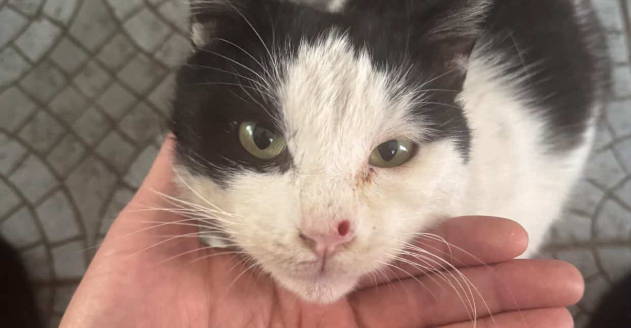 Φρίκη στην Κύπρο: Πυροβόλησαν γάτο στο πρόσωπο - Οργή για νέο περιστατικό κακοποίησης - Φωτογραφίες