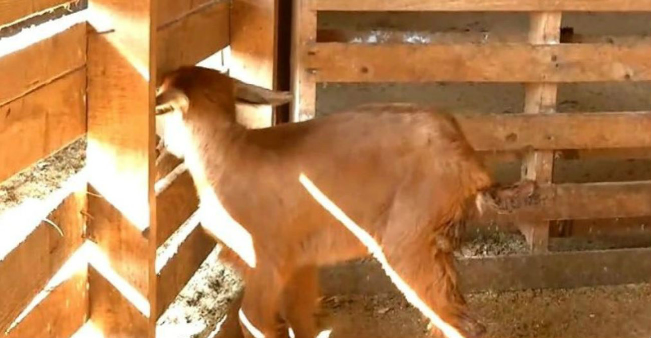 Σέρρες: Κατσικάκι γεννήθηκε με τρία πόδια σε κτηνοτροφική μονάδα - Δείτε βίντεο