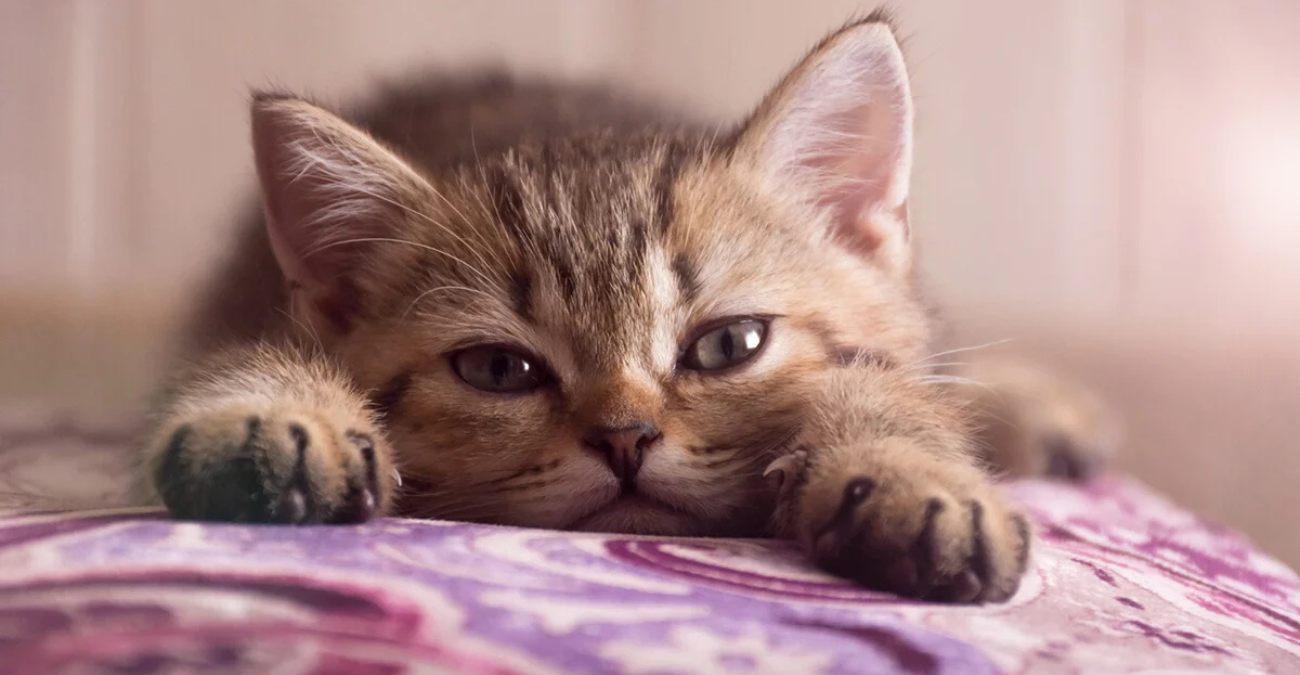 Ο γάτος ο οποίος αναστάτωσε μια ολόκληρη γειτονιά στο Στρόβολο 