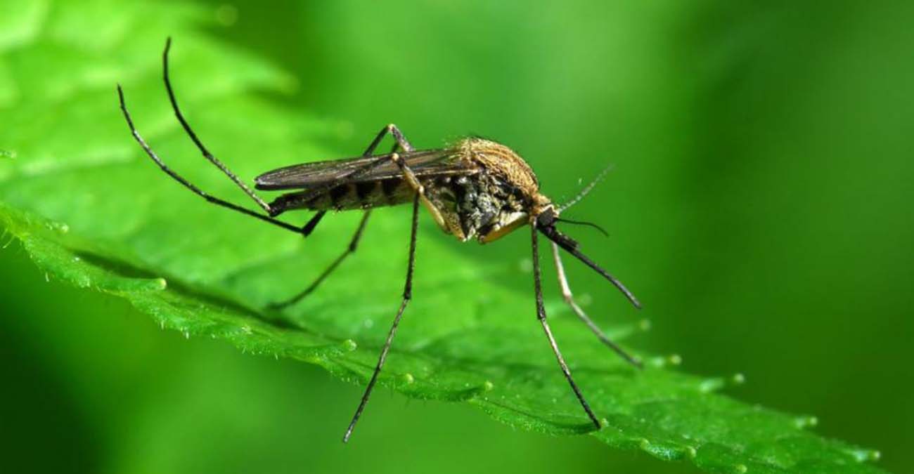 Αυτά είναι τα μέτρα του Υπουργείου Υγείας για τα επικίνδυνα κουνούπια σε Λεμεσό και Λάρνακα