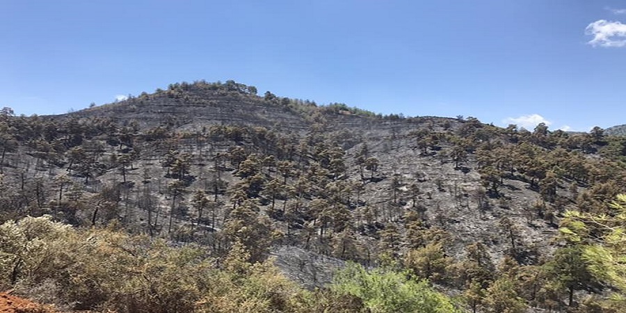 Τμήμα Δασών: Υπό έλεγχο δασική πυρκαγιά στην κοινότητα Σια