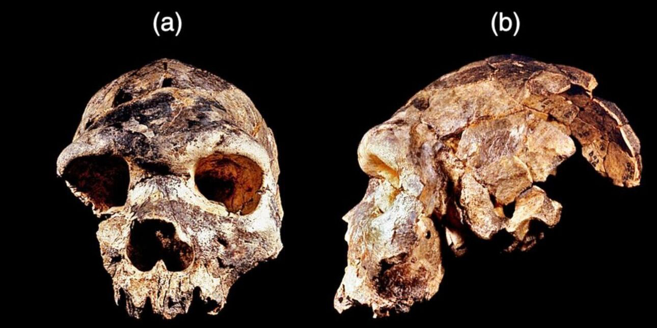 Ανακαλύφθηκε ένας νέος πρόγονος του ανθρώπου, ο Homo Bodoensis - Ζούσε στην Αφρική