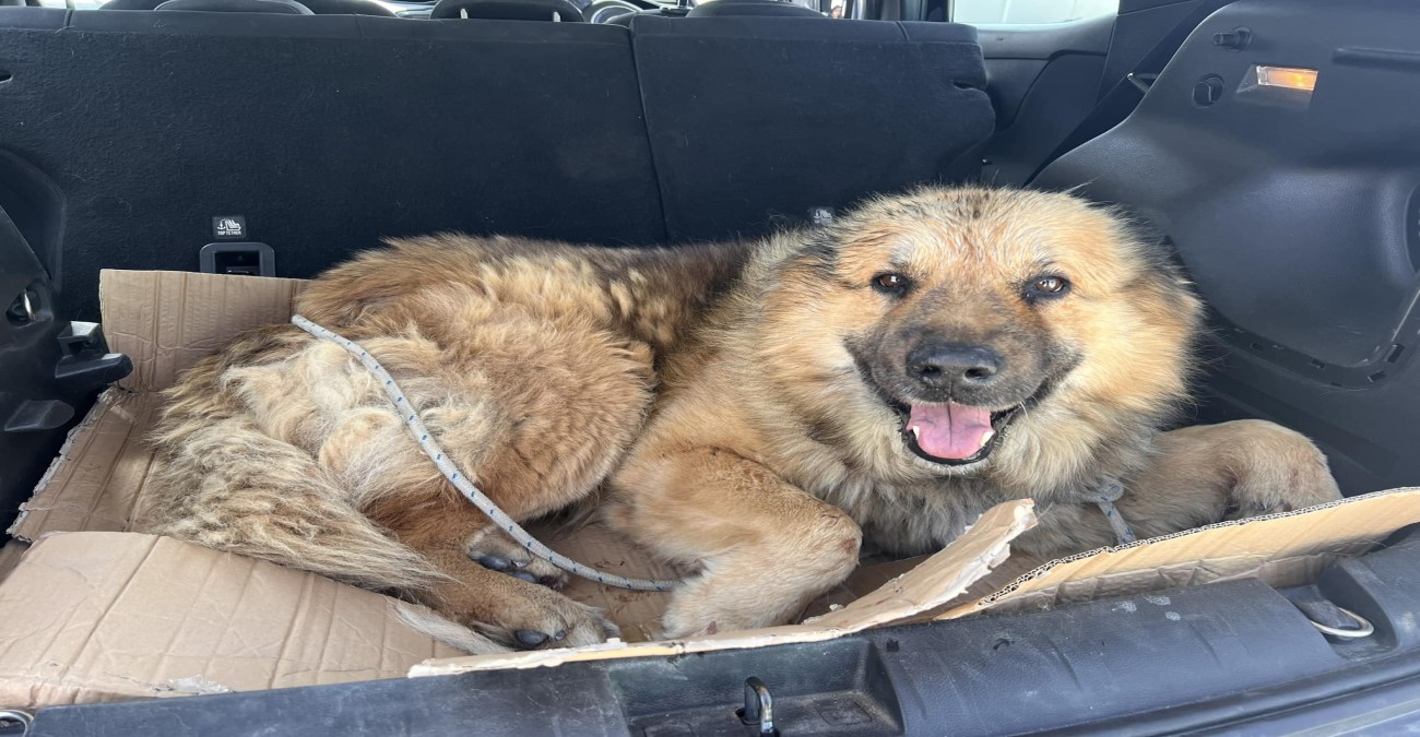 Κλήση στην Αστυνομία πήρε ο οδηγός που έσερνε σκύλο με το αυτοκίνητο - «Πρόκειται για κακοποίηση ζώων. Θα οδηγηθεί στο δικαστήριο»