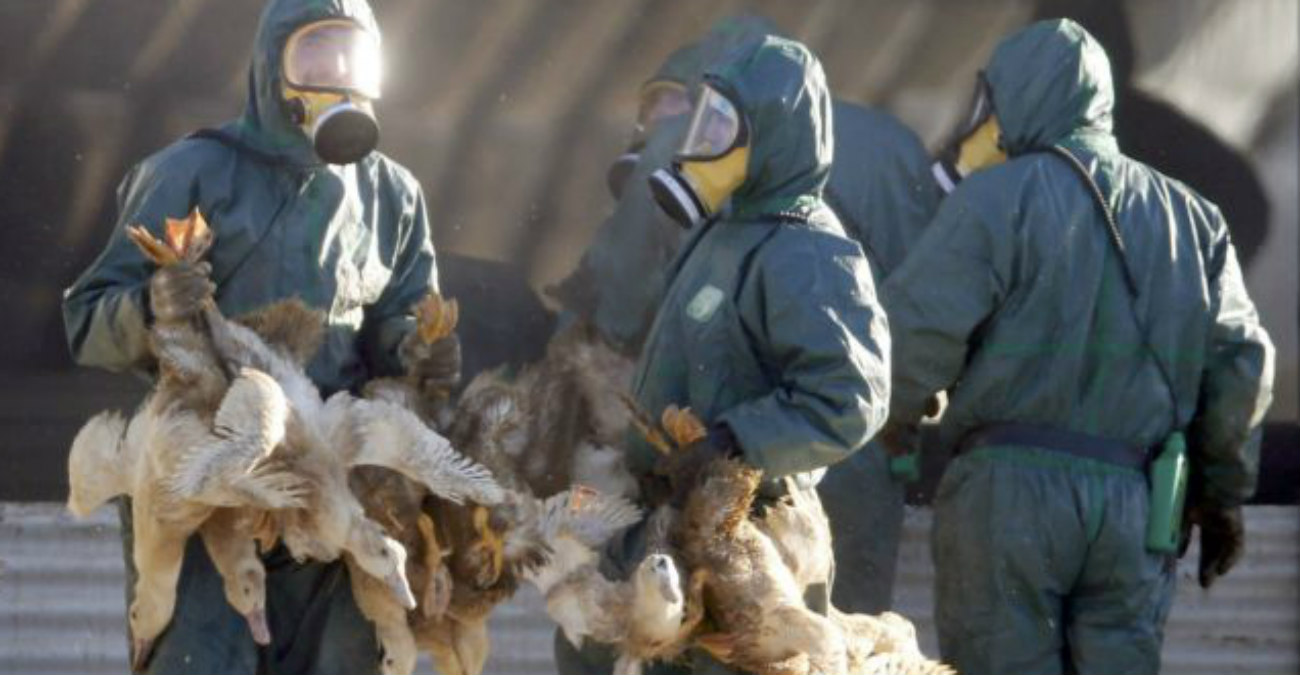 Εκκολαπτόμενη νέα πανδημία η γρίπη των πτηνών; Γιατί οι επιστήμονες ανησυχούν