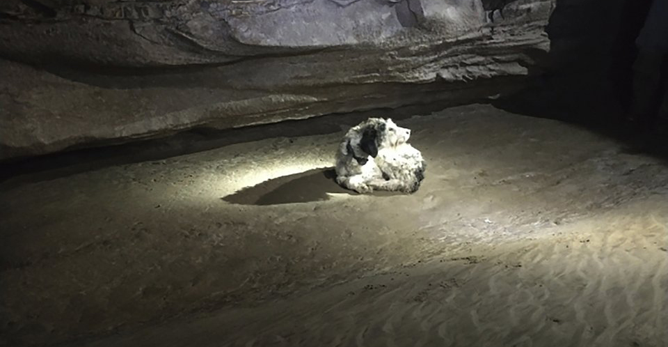 Ακολούθησε τον σκύλο του και ανακάλυψε μυστική σπηλιά γεμάτη με ανθρώπινα αντικείμενα