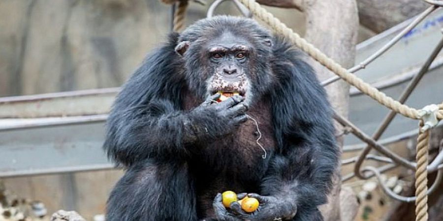 Επισκέπτες ζωολογικού κήπου έδωσαν ναρκωτικά σε χιμπατζή και παραλίγο να πεθάνει - ΦΩΤΟΓΡΑΦΙΕΣ 