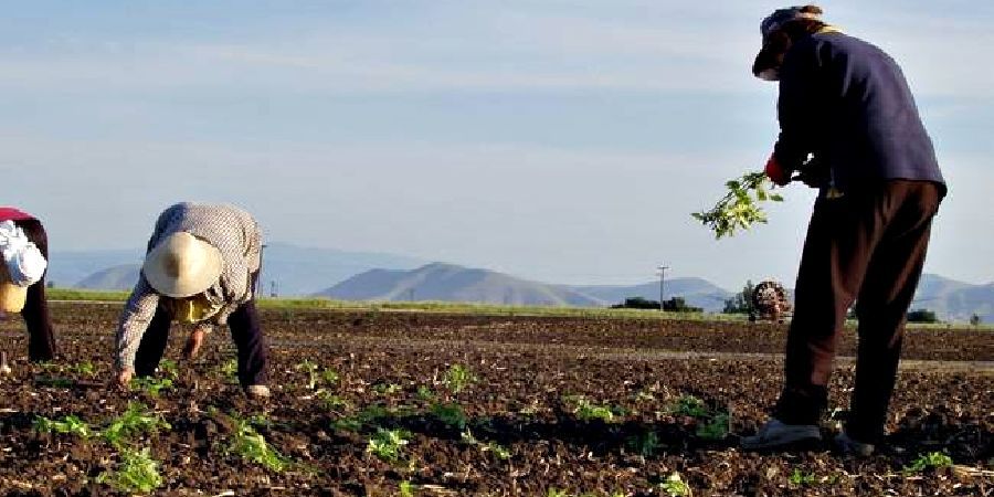 Αγρότες: Μηδαμινό το ενδιαφέρον από Κύπριους - Βρίσκουν «χέρια» από τρίτες χώρες αλλά καταφεύγουν στην παρανομία