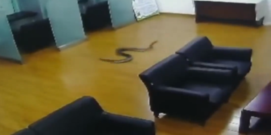 Έσπασε το ταβάνι και έπεσε πάνω τους το φίδι – Πανικός μετά την ηρεμία - VIDEO