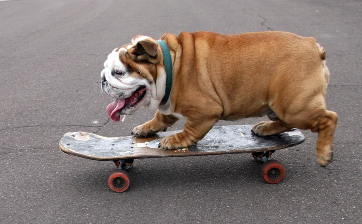 VIDEO: Chowder, το μπουλντόγκ που κάνει skateboard και έχει γίνει viral στο TikTok