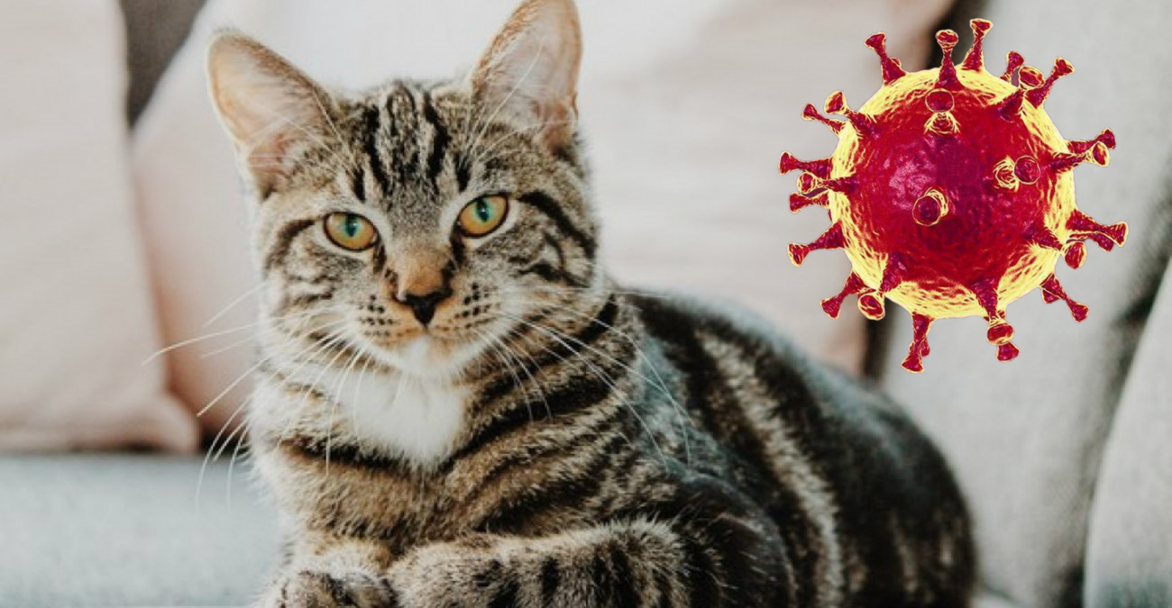 Κορωνοϊός στις γάτες: Αυτά είναι τα συμπτώματα – Επηρεάζει τελικά τον άνθρωπο;