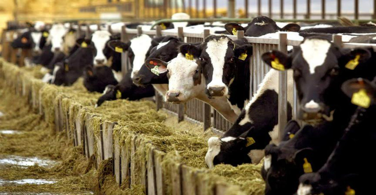Εντοπίστηκαν νεκρές αγελάδες στο Λιβάδι Ακρωτήριου - Εν αναμονή νεκροψίας - Υποψιάζονται δηλητηρίαση