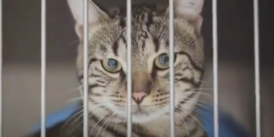 Όταν οι γάτες γέμισαν τη φυλακή, οι κρατούμενοι... άλλαξαν συνήθειες - «Είναι οι σύντροφοί μας»