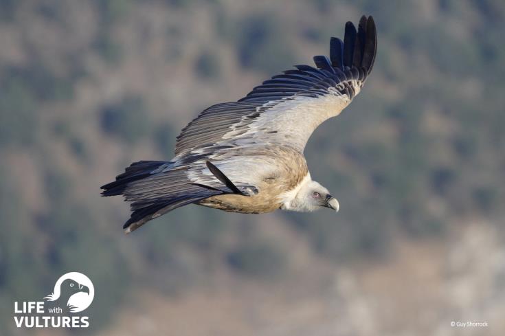 Πρόγραμμα διάσωσης του γύπα στην Κύπρο, με τίτλο 'LIFE with Vultures'
