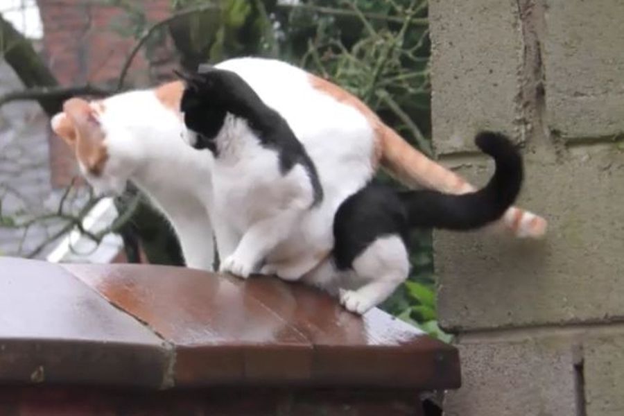 Δυο γάτες που είναι ιδιαίτερα συντονισμένες και προκαλούν ερωτηματικά -VIDEO