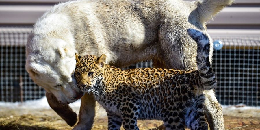Σκυλίτσα «υιοθετεί» νεογέννητη λεοπάρδαλη
