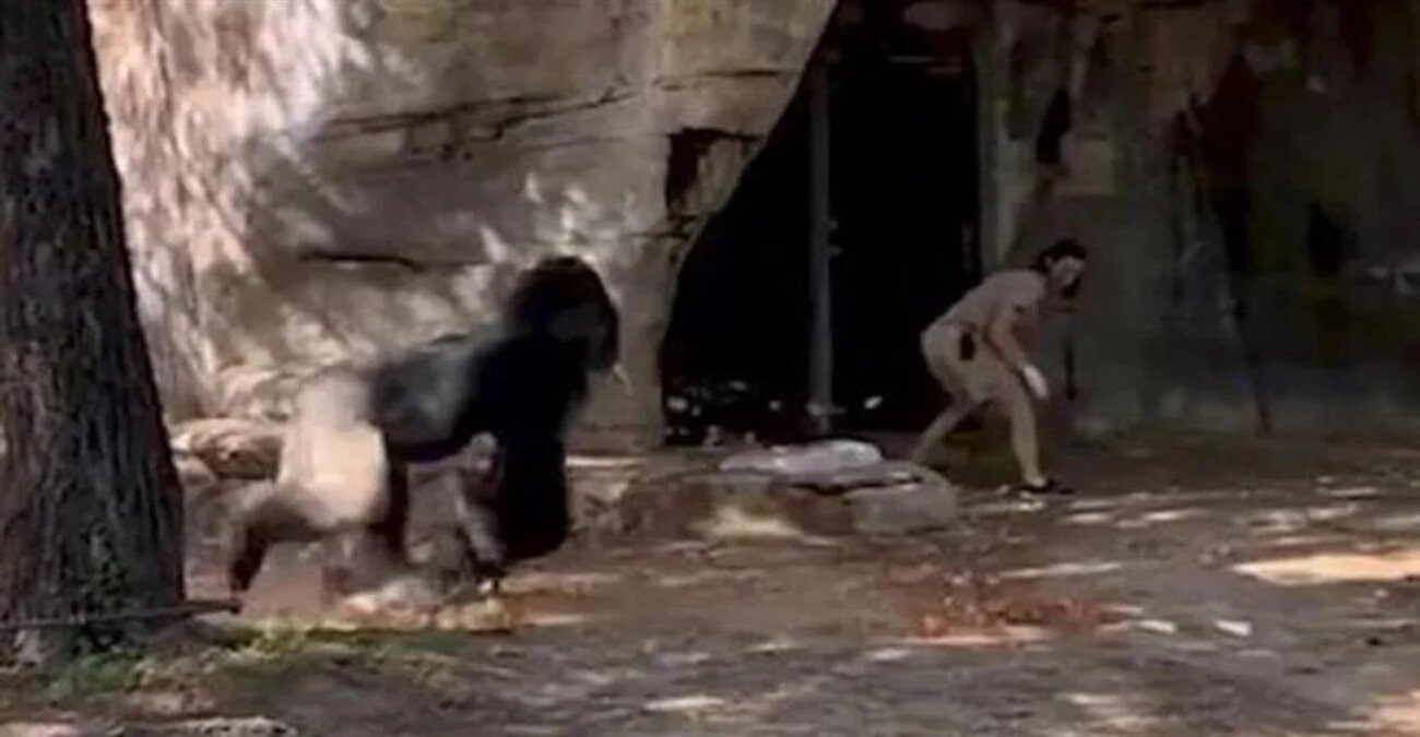 Λες και έπαιζαν σε ταινία του King Kong: Εξαγριωμένος γορίλας στις ΗΠΑ επιτέθηκε στους φύλακες πάρκου - Βίντεο