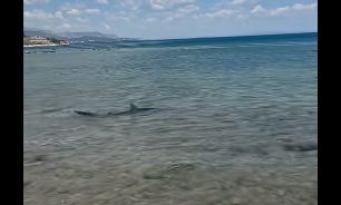 Kαρχαρίας εμφανίστηκε σε παραλία στην Ελλάδα - Δείτε το βίντεο